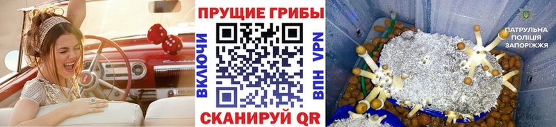 Псилоцибиновые грибы MAGIC MUSHROOMS  Вязники 
